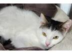 Adopt JuJu a Domestic Mediumhair / Mixed (short coat) cat in Greeneville