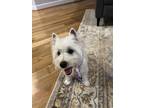 Adopt Sophie a White Westie, West Highland White Terrier / Mixed dog in