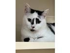 Adopt Henrietta a Domestic Shorthair / Mixed (short coat) cat in Sebastian