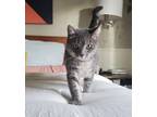 Adopt Nona a Domestic Shorthair / Mixed (short coat) cat in Sebastian