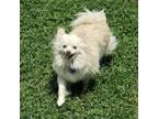 Adopt Lexi a Pomeranian / Mixed dog in Rocky Mount, VA (37225688)