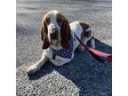 Adopt ROSCOE a Brown/Chocolate - with White Basset Hound dog in Atco