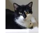 Adopt Marilyn a Domestic Shorthair / Mixed cat in Hamilton, GA (37225672)