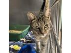 Adopt Audrey a Domestic Shorthair / Mixed cat in Hamilton, GA (37225675)
