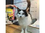 Adopt Oreo a Domestic Longhair / Mixed cat in Hamilton, GA (37225676)