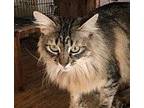 Adopt Chelsea [CP] a Brown Tabby Maine Coon / Mixed (medium coat) cat in