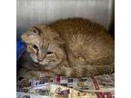 Adopt feralwild230202269 a Orange or Red Domestic Shorthair / Mixed cat in