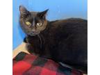 Adopt Peter a All Black Domestic Shorthair / Mixed cat in Mankato, MN (37225532)