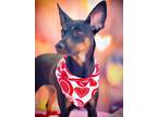 Adopt Rolo a Black Miniature Pinscher / Mixed dog in Phoenix, AZ (37225435)