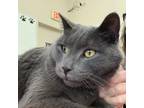 Adopt Sweetness a Gray or Blue Domestic Shorthair / Mixed cat in Blasdell
