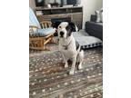 Adopt Lucy a Brindle - with White Australian Shepherd / Boxer / Mixed dog in