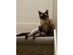 Adopt Zuri a Black & White or Tuxedo Siamese / Mixed (short coat) cat in Eugene