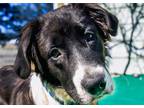Adopt MAXON a Black - with White Border Collie / Mixed dog in Marble Falls