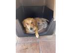 Adopt Charlie a Tan/Yellow/Fawn - with White Beagle / Dachshund / Mixed dog in