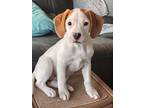 Adopt Lucy a Labrador Retriever / Beagle / Mixed dog in Phoenix, AZ (37225107)
