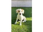 Adopt Quinn a Labrador Retriever / Beagle / Mixed dog in Phoenix, AZ (37225190)