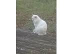 Adopt Simba a White Turkish Angora / Mixed (long coat) cat in Jacksonville