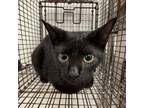 Adopt Main a All Black Domestic Shorthair / Mixed cat in Edinburg, TX (37224930)