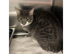 Adopt Jynx a Gray or Blue Domestic Shorthair / Mixed cat in Ballston Spa
