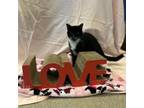 Adopt Sasha a All Black Domestic Shorthair / Mixed cat in Ridgeland