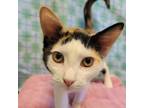 Adopt Lilo a Calico or Dilute Calico Domestic Shorthair / Mixed cat in