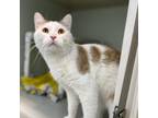 Adopt Iroh a White Domestic Shorthair / Mixed cat in New Fairfield