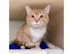 Adopt Zuko a Orange or Red Domestic Shorthair / Mixed cat in New Fairfield