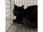 Adopt Brulee a All Black Domestic Shorthair / Mixed cat in Edinburg