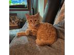Adopt Ozzy a Orange or Red Domestic Shorthair / Mixed cat in Irwin
