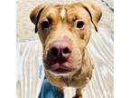 Adopt Kane a Brindle - with White Terrier (Unknown Type, Medium) / Mixed dog in