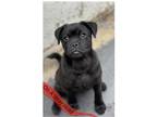Adopt Koda Kai a Black Pug / Mixed dog in Inglewood, CA (37224465)