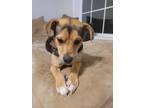 Adopt Sparky a Black - with Tan, Yellow or Fawn Rat Terrier / Mixed dog in