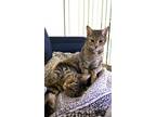 Adopt Brooklyn & Annie a Tiger Striped Domestic Shorthair / Mixed (short coat)