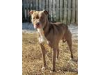 Adopt Indiana a Brown/Chocolate American Pit Bull Terrier / Mixed dog in