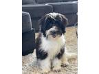 Adopt Jason a Black - with White Bernese Mountain Dog / Poodle (Standard) dog in
