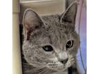 Adopt Lydia a Gray or Blue Domestic Shorthair / Mixed (short coat) cat in Walnut