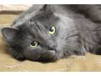 Adopt Lily a Gray or Blue Maine Coon / Mixed (long coat) cat in Lenoir City