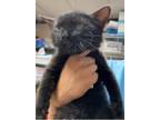 Adopt Sylvester a All Black Domestic Shorthair (short coat) cat in Newport