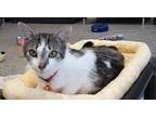 Adopt Lizzy (Dreamer) a Domestic Shorthair / Mixed (short coat) cat in