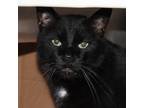 Adopt Hank -- Bonded Buddy With Waylon a Domestic Shorthair / Mixed cat in Des