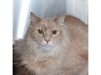Adopt Waylon -- Bonded Buddy With Hank a Domestic Mediumhair / Mixed cat in Des
