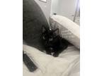 Adopt Capone a Black (Mostly) Bombay / Mixed (short coat) cat in Riverside