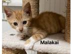 Adopt Malakai (Renegade Claws) a Spotted Tabby/Leopard Spotted Domestic