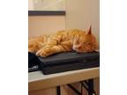Adopt Shasta a Orange or Red Tabby Domestic Shorthair / Mixed (short coat) cat