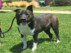 Adopt KAZHEM a Black - with White Akita / Mixed dog in Alameda, CA (32339458)