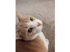Adopt Princess Peach a Orange or Red (Mostly) American Shorthair / Mixed (short