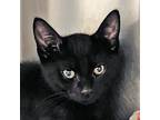 Adopt Zeryxia a All Black Domestic Shorthair / Mixed (short coat) cat in Walnut