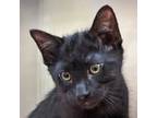 Adopt Galakrond a All Black Domestic Shorthair / Mixed (short coat) cat in