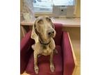 Adopt Winnie a Weimaraner / Mixed dog in Vernon, BC (37222741)
