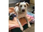 Adopt Berkely a Labrador Retriever / Husky / Mixed dog in Port Alberni